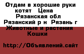 Отдам в хорошие руки котят › Цена ­ 1 - Рязанская обл., Рязанский р-н, Рязань г. Животные и растения » Кошки   